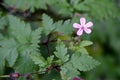 Purple Irish Wildflower