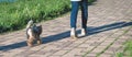 Walking along paving footpath female dog-owner with trimmed small spitz dog