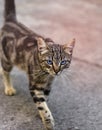 Walking along the street striped gray cat with blue eyes