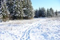 Russian winter forest