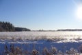 Russian winter forest