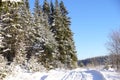 Russian winter forest