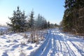 Russian winter forest