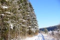 Russian winter forest