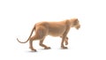 Walking animated lion on a white background