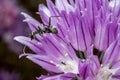 A walking ant on a flower Royalty Free Stock Photo