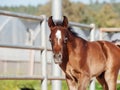 Walking arabian little foal in paddock. Israel