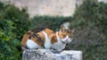 A cat relaxing outdoors