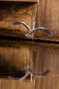 Grey heron on the side of the water Royalty Free Stock Photo