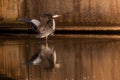 Grey heron on the side of the water Royalty Free Stock Photo