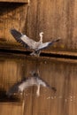 Grey heron on the side of the water Royalty Free Stock Photo