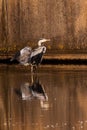 Grey heron on the side of the water Royalty Free Stock Photo