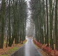 Walking asphalt road in rainy city park in autumn in October Royalty Free Stock Photo