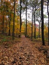 Walking on an Autumn Day in the Forest: A wood chipped, winding path through a brightly fall colored trees portraying a scenic Royalty Free Stock Photo