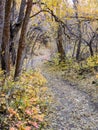 Autumn Fall forest views hiking through trees on the Rose Canyon Yellow Fork and Big Rock Trail in Oquirrh Mountains on the Wasatc Royalty Free Stock Photo