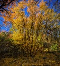 Autumn Fall forest views hiking through trees on the Rose Canyon Yellow Fork and Big Rock Trail in Oquirrh Mountains on the Wasatc Royalty Free Stock Photo