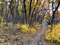 Autumn Fall forest views hiking through trees on the Rose Canyon Yellow Fork and Big Rock Trail in Oquirrh Mountains on the Wasatc Royalty Free Stock Photo