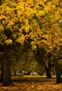 Walking in the autumn park in old town Royalty Free Stock Photo