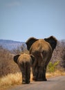 Two elephants walking away Royalty Free Stock Photo