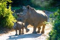 Walking baby white rhino with mother next to her Royalty Free Stock Photo