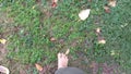 Walking barefoot foot grass and ground Royalty Free Stock Photo