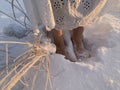 Walking barefoot in the snow. Women\'s feet. Hardening in the cold. Snowy weather. Royalty Free Stock Photo