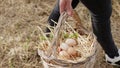 Walking Basket full of fresh hen eggs collected in the countryside in the field