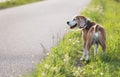 Walking beagle dog portrait image. He standing on the green grass near the asphalt running track and looking around. Funny Royalty Free Stock Photo