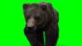 Walking bear. Green screen isolate. 3d rendering.