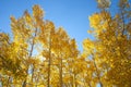 Fall Foliage on Yellow Aspen Trees showing off their Autumn Colors Royalty Free Stock Photo