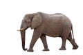 African Elephant Isolated On White Royalty Free Stock Photo