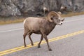 Walking Bighorn sheep on a road near steep hill in Jasper National park