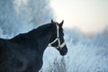 Walking black beautiful horse near snowing forest. close up. winter season