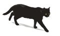 Walking black cat