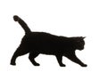 Walking black cat on a white Royalty Free Stock Photo