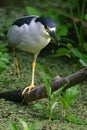 Walking black crowned night heron Royalty Free Stock Photo