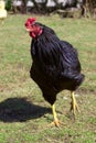 Walking black free range hen