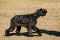 Walking Black Giant Schnauzer Or Riesenschnauzer Dog Outdoor. Step