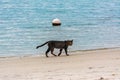 walking black grey cat exporing the beach with blue water sea on background Royalty Free Stock Photo