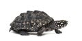 Walking Black pond turtle, Geoclemys hamiltonii, isolated Royalty Free Stock Photo