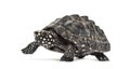 Walking Black pond turtle, Geoclemys hamiltonii, isolated Royalty Free Stock Photo