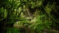 Walking bridge in rainforest