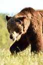 Walking brown bear close-up at daylight