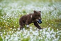 Walking Brown bear cub with lens hood.