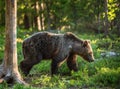 Walking Brown bear in the summer forest.