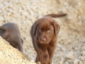 Walking Brown Labrador Retriever puppy