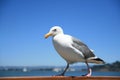 Walking california gull Royalty Free Stock Photo