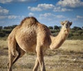 Walking camel