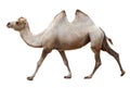 Walking camel on a white Royalty Free Stock Photo