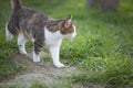 Walking cat Royalty Free Stock Photo